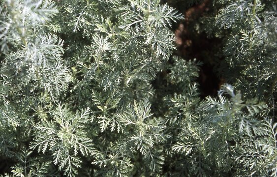 Artemisia pontica - Roman Wormwood
