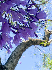 Flores del Jacaranda