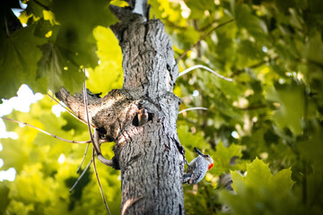 woodpecker on tree