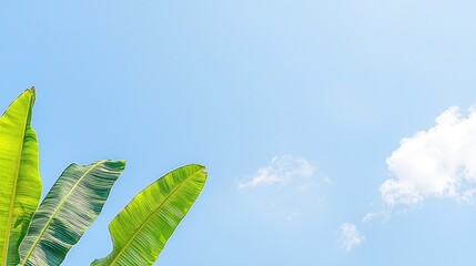 Obraz premium Serene Tropical Banana Leaves Against a Vivid Blue Sky