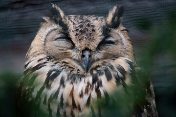 The Bengal Eagle-Owl (Bubo bengalensis), also widely known as the Indian Eagle-Owl, or Rock Eagle-Owl.