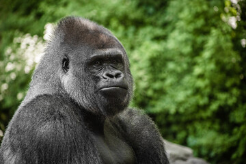 portrait of gorilla