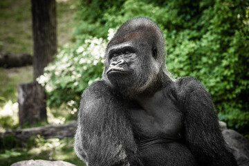 portrait of gorilla