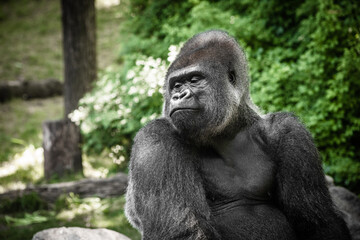 portrait of gorilla