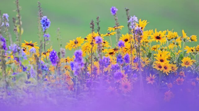 Detailed view of a blooming Rudbeckia Hirta against a dreamy green background in nature.