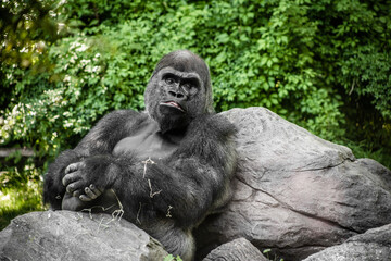 portrait of gorilla