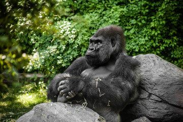 portrait of gorilla