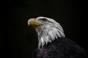 American bald eagle