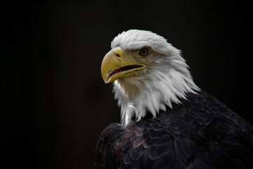 American bald eagle