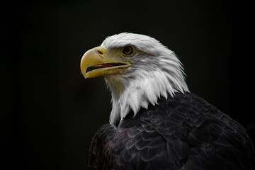 American bald eagle