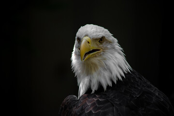 American bald eagle