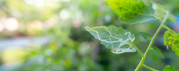 the leaf miner insect,use for pesticide or insecticide product concept,cover page,copy space © khampee