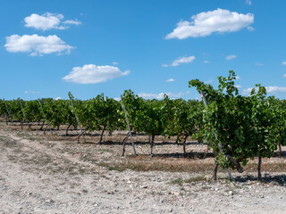 Obraz premium Rows of vineyards in early spring in Kuban