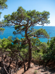Black Sea coast of a wild beach near the Cape Idokopas, not far from the famous Putin's secret palace, rural area of the municipality resort town of Gelendzhik