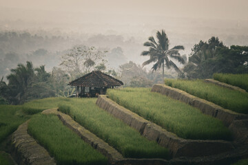 Foggy rice terrace