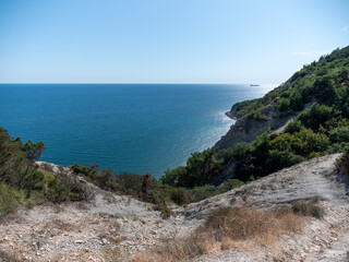 Olive tree branches with sea in the background