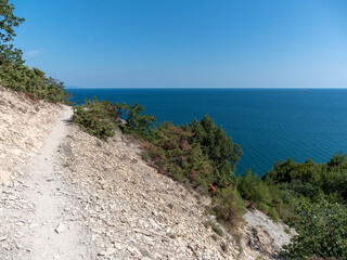 Olive tree branches with sea in the background