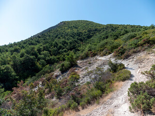 Olive tree branches with sea in the background