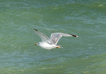 Seagull flying with blue sky background. sky and bird bottom up view landscape