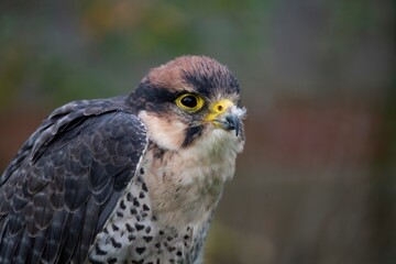 The Lanner Falcon (Falco biarmicus).