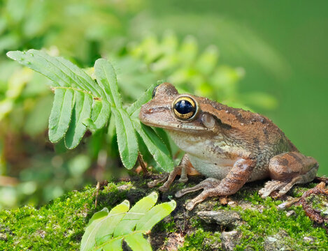 A Cuban Tree Frog on an Oak Tree Branch Covered in Moss and Resurrection Ferns