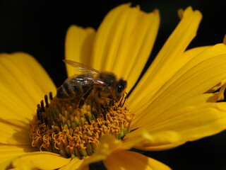 Pszczoła miodna (Apis mellifera) na żółtym kwiatku w ogrodzie