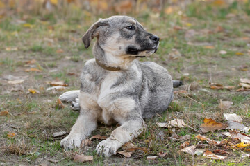 Portrait of a cute funny puppy.A mongrel puppy lies on the grass and looks with interest at the owner.The theme of animals.