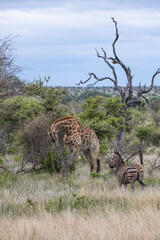 Zebra and giraffe, African animals. Safari in Kruger National Park, South Africa. green trees and bushes in savannah. wildlife, wild nature, natural habitat. Burchells Zebra, Equus burchelli 