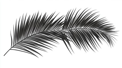 Fototapeta premium Elegant Palm Leaf Silhouette - A Tropical Botanical Print