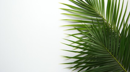 Fototapeta premium Stunning Palm Leaf Design on a White Background