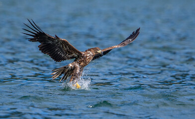 Sea eagle catch fish at sea