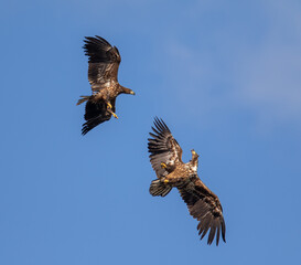 Obraz premium Sea ​​eagles fight in the air