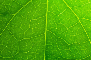 Macro close up leaf texture,Leaf texture macro. Leaf vein pattern macro photography. Green leaf cells macro. Leaf close-up shot.