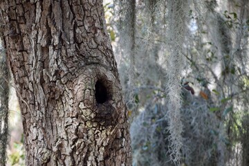 tree knot hole empty Spanish moss