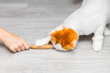 woman playing with white domestic cat, close-up. domestic cat playing with matatabi stick,...