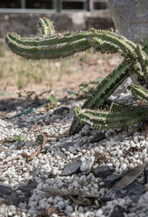 Obraz premium Stunning of Cactus Euphorbiaceae or Euphorbia Echinus. Nice cactus of the family of succulents plant, Ornamental plant, use it as your Wallpaper, Poster and Space for text, Selective focus.