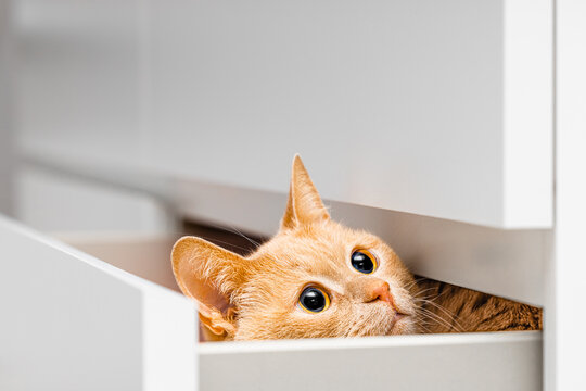 ginger domestic cat hiding in dresser drawer. cat peeking out of closet drawer. a timid cat hides from people. big cat eyes. 