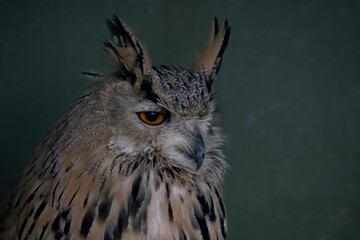 The Long-Eared Owl (Asio otus), also known as the Northern Long-Eared Owl, the Lesser Horned Owl,...