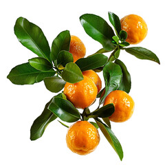 Ripe Calamondin Oranges on Branch  isolated on transparent background