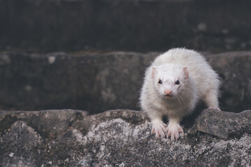Ferret posing for portrait on old outdoor stone stairs