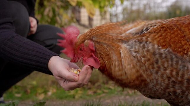 vid&eacute;o au ralenti, d'un joli coq mangeant dans les mains d'une dame accroupie, de tr&egrave;s pr&eacute;s, vid&eacute;o avec zoom avant tr&egrave;s souple