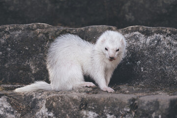Silver color ferret posing for portrait on old outdoor stone stairs
