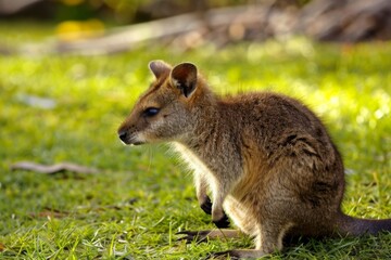 Fototapeta premium A small quokka sits calmly on the lush green grass of an island off Western Australia showcasing its cute features while basking in the soft evening light among the wild.
