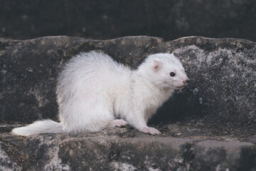 Silver color ferret posing for portrait on old outdoor stone stairs