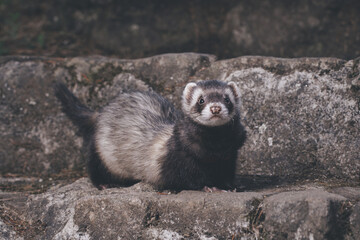 Standard color ferret posing for portrait on old outdoor stone stairs