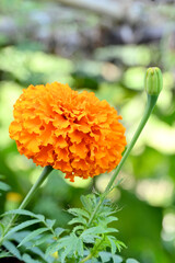 closeup the orange marigold flower with bud growing with leaves in the garden soft focus green brown background.
