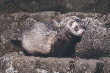 Fototapeta premium Standard color ferret posing for portrait on old outdoor stone stairs