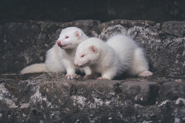 Ferret albino couple posing for portrait on old outdoor stone stairs