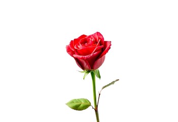 red rose isolated on white background