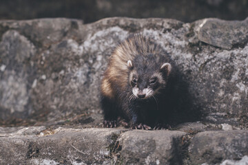 Standard color ferret posing for portrait on old outdoor stone stairs